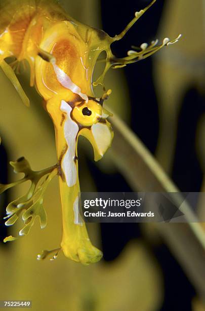 melbourne aquarium, victoria, australia. - leafy seadragons fotografías e imágenes de stock