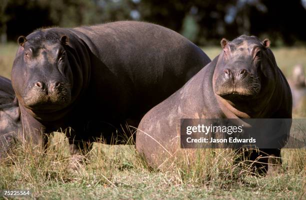 werribee zoo, victoria, australia. - werribee open range zoo stock pictures, royalty-free photos & images