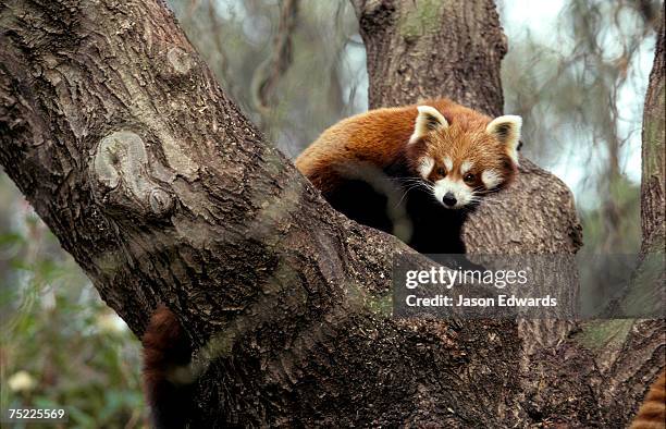 melbourne zoo, victoria, australia. - melbourne zoo stock pictures, royalty-free photos & images