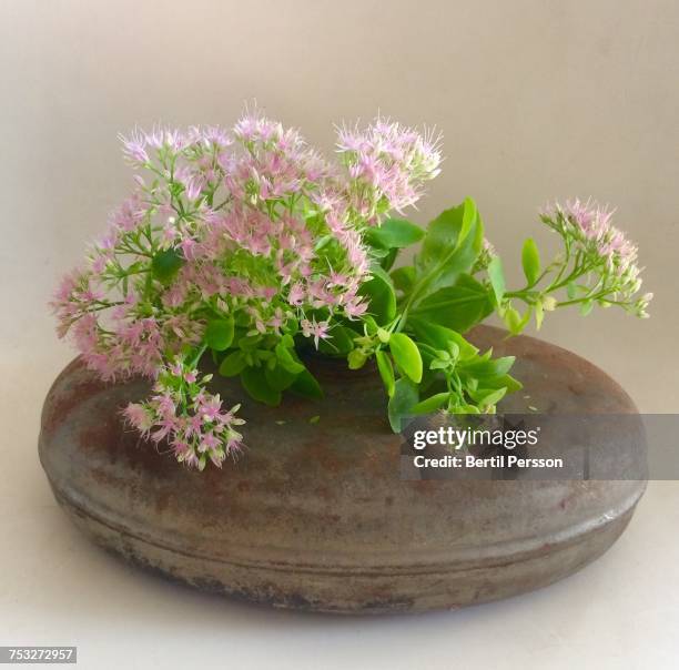 creative vases - bouillotte stock pictures, royalty-free photos & images