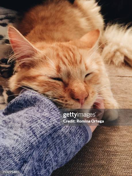 sleepy pets - durmiendo stock pictures, royalty-free photos & images