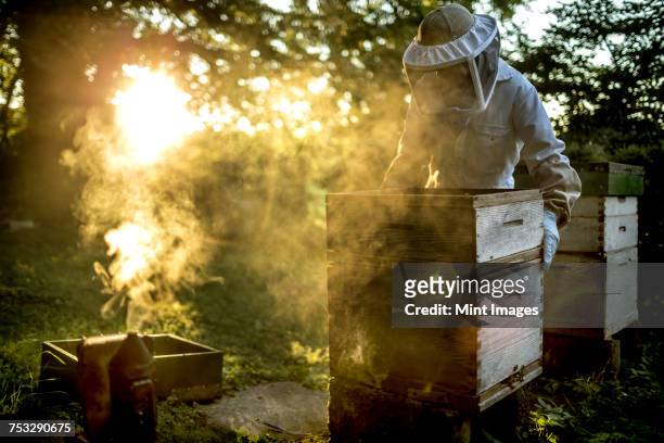 beekeeper wearing a veil holding a beehive with a smoker for calming bees on the ground. - apiculture stock pictures, royalty-free photos & images