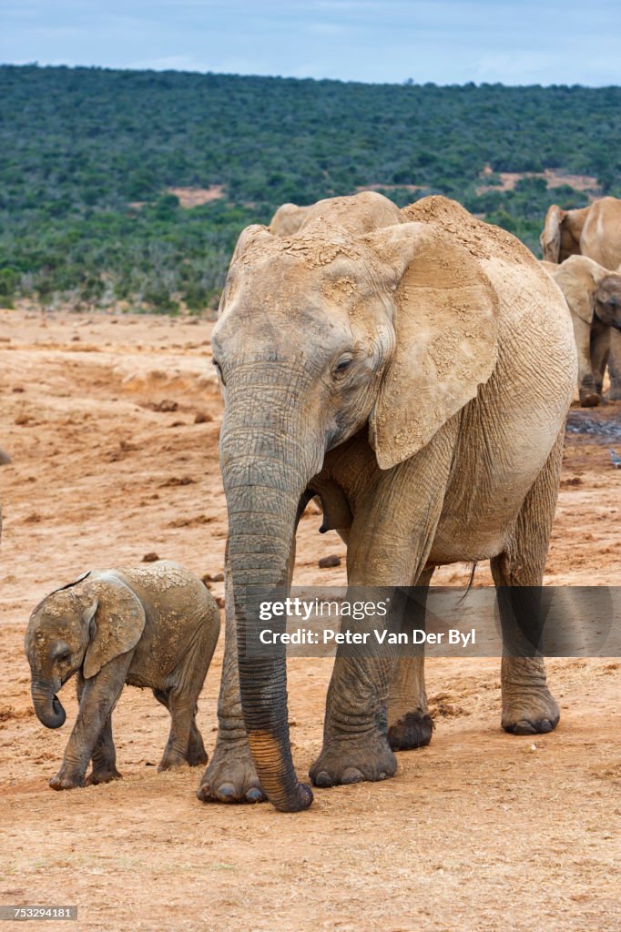 Elephant cow and calf