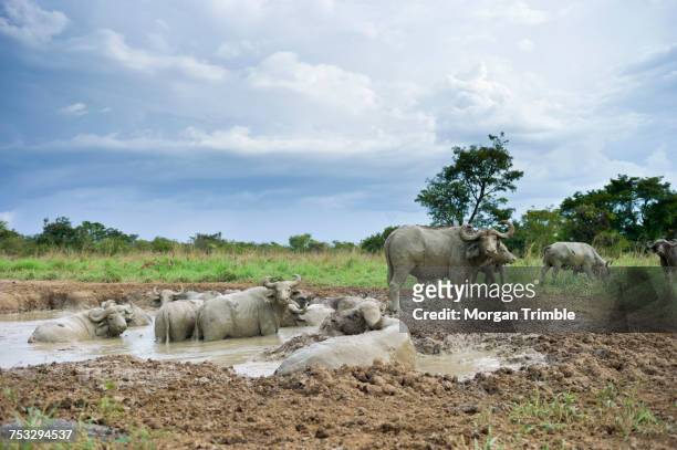 a herd of cape buffalo, syncerus caffer, wallow in mud, murchison falls national park, uganda - cape buffalo stock pictures, royalty-free photos & images