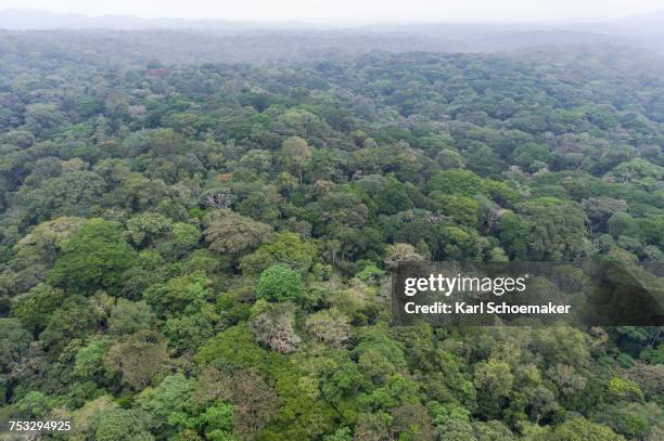 La Rdc Green Landscape With Rainforest Democratic Republic Of The Congo High ...