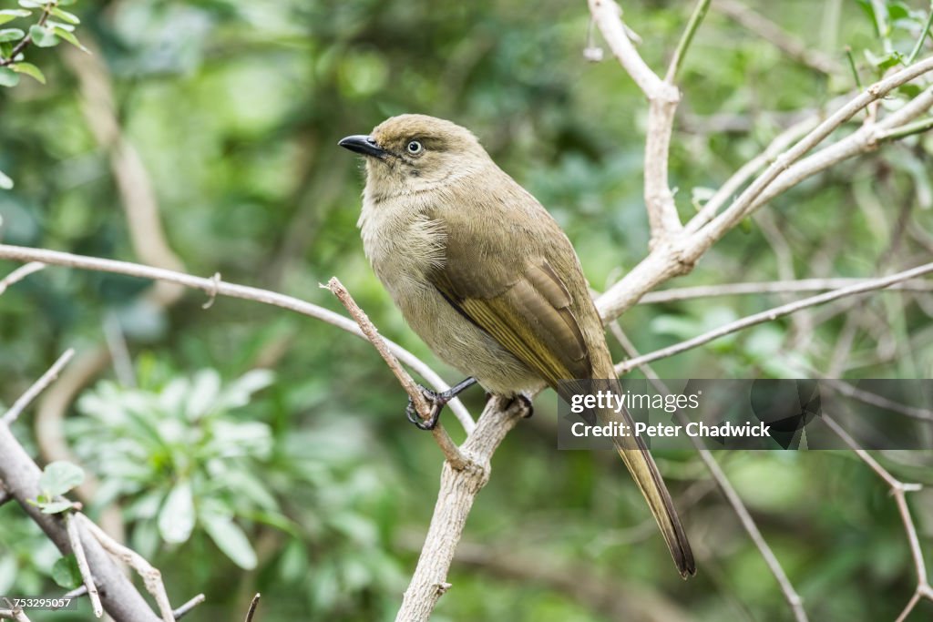 Sombre Greenbul, Addo Elephant National Park, Eastern Cape, South Africa