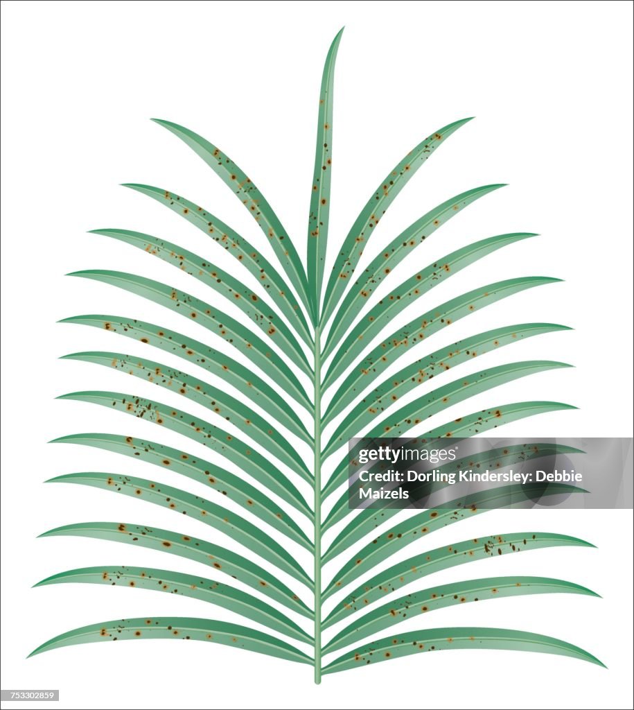 "Pygmy date plant, leaf, brown spots"