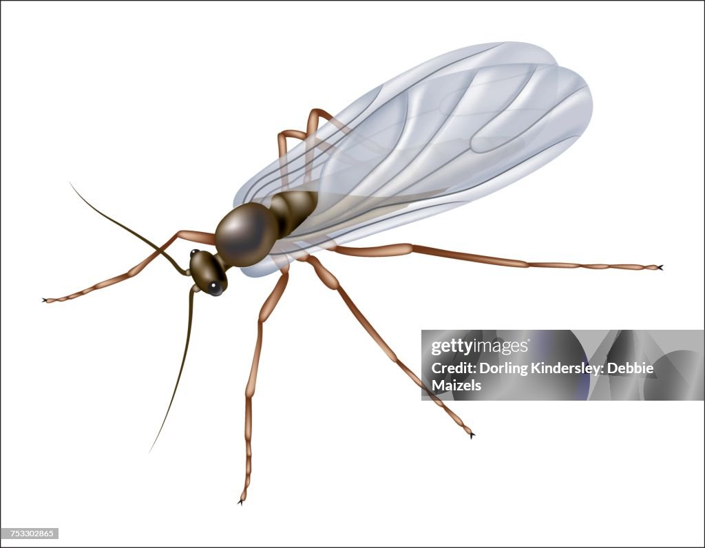 Fungus gnat