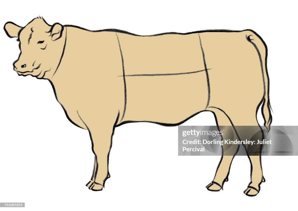 Cow - illustration showing Beef cuts
