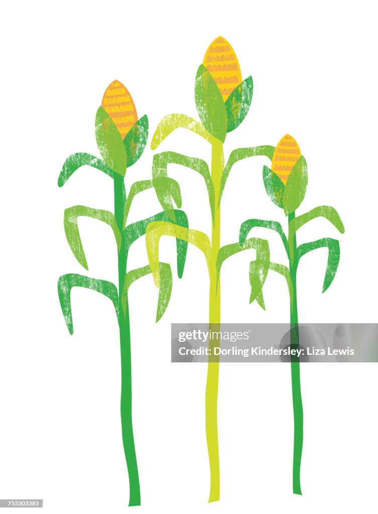 Corn plants