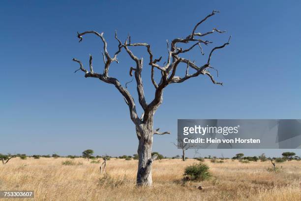 dry tree in kruger national park, limpopo province - limpopo province photos et images de collection