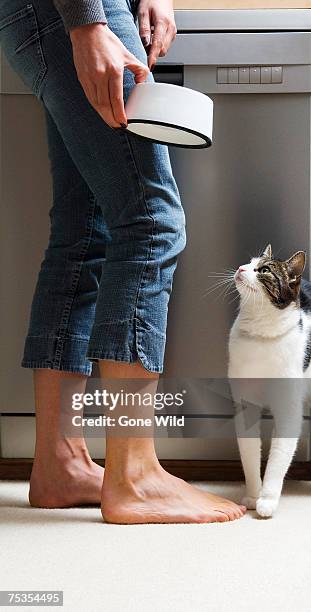young woman feeding domestic cat in kitchen, low section - cat food stock pictures, royalty-free photos & images
