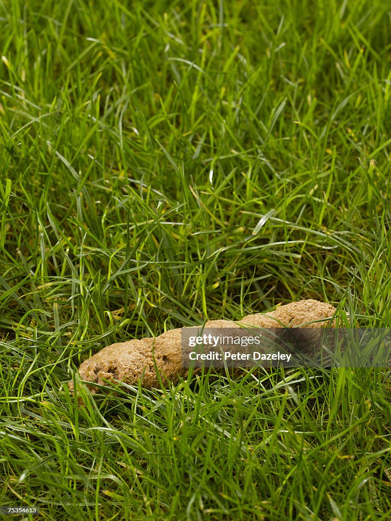 Dog excrement in grass, close-up