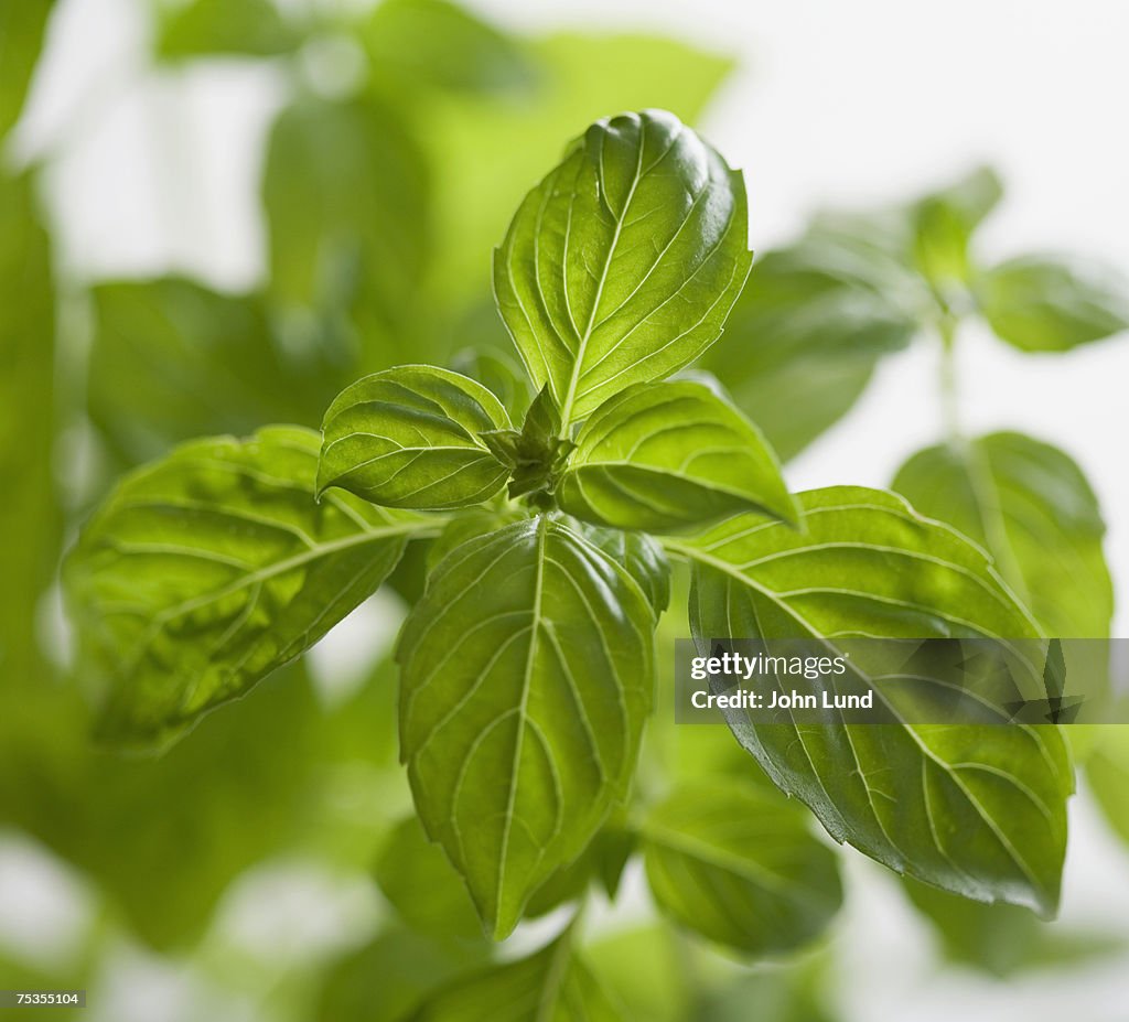 Basil plant, close-up