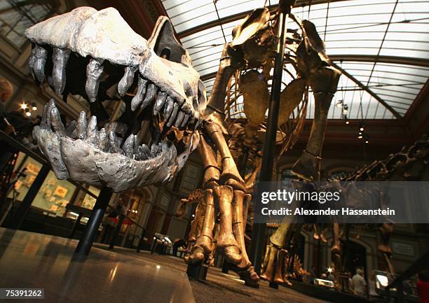 Brachiosaurus skull is seen at the new rooms "Evolution in Action" at the Museum of Naturkunde, The Natural History Museum in Berlin, on July 13,...