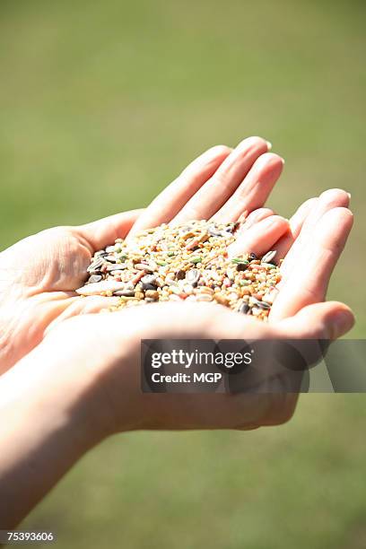 woman holding bird seed, close-up of hands - bird seed stockfoto's en -beelden