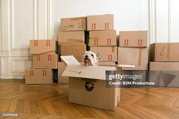 dog in cardboard box in empty house - neat stockfoto's en -beelden