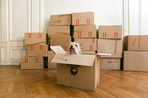 Where to Buy Moving Boxes in South Africa? 10 dog in cardboard box in empty house