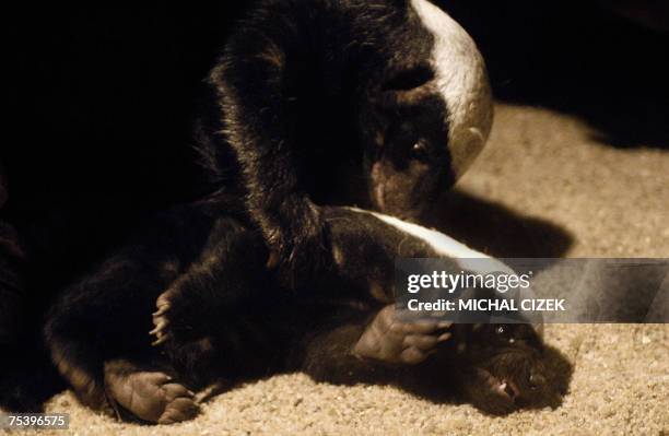 Prague, CZECH REPUBLIC: A Honey Badger ''Mellivora Capensis'' plays with its baby at Prague's Zoo, 13 July 2007. The Iraqi port city of Basra,...