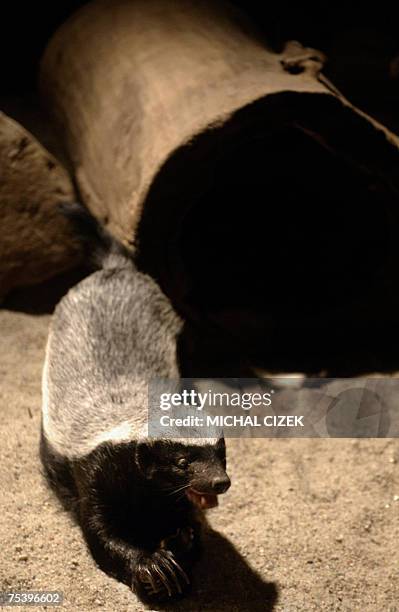 Prague, CZECH REPUBLIC: Picture taken 13 July 2007 shows a Honey Badger ''Mellivora Capensis'' at Prague's Zoo. The Iraqi port city of Basra, already...