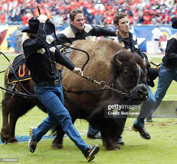 The University of Colorado mascot, Ralphie, is brought onto the field.The University of Colorado defeated the University of Texas at El Paso 33-28 ,...