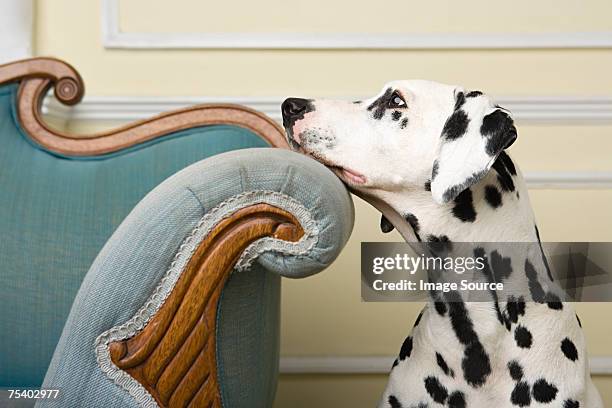 wistful dalmation - dalmatian stock pictures, royalty-free photos & images