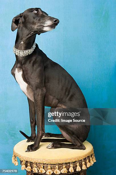 whippet - hound isolated stock pictures, royalty-free photos & images