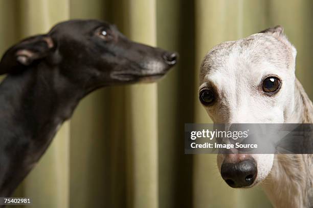 portrait of two whippets - whippet stock pictures, royalty-free photos & images