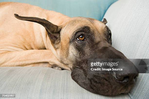 great dane on a sofa - great dane stock pictures, royalty-free photos & images