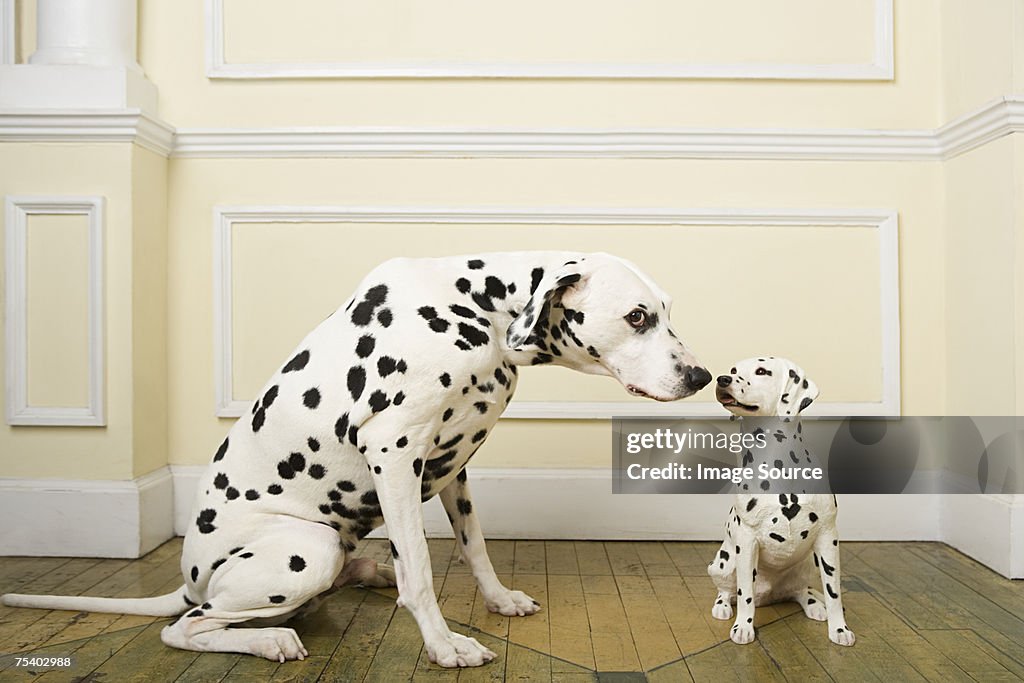 Dalmation with dog ornament