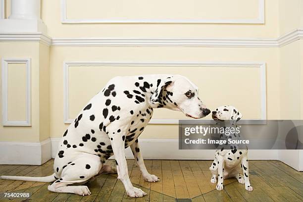 dalmation with dog ornament - dalmatian bildbanksfoton och bilder
