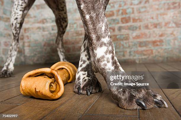dog with a dog chew - animal leg stock pictures, royalty-free photos & images