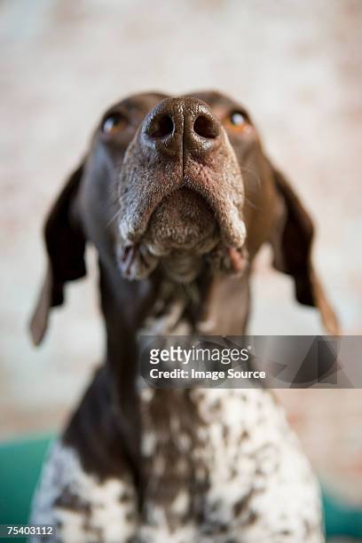 german shorthaired pointer - animal mouth stock pictures, royalty-free photos & images