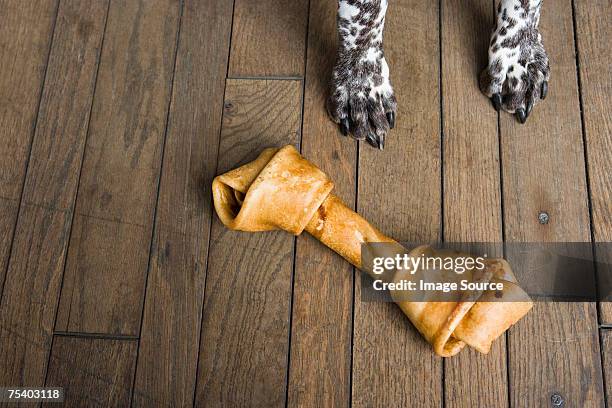 dog with a dog chew - dog with a bone stockfoto's en -beelden