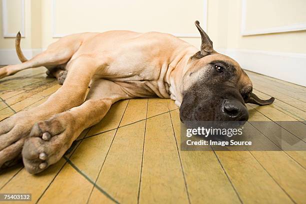 gran danés caer en el suelo - gran danés fotografías e imágenes de stock