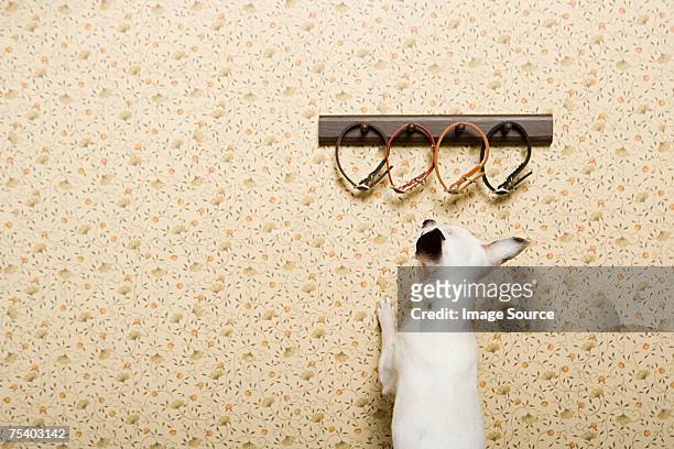 chihuahua looking at collars - coat stand stock pictures, royalty-free photos & images