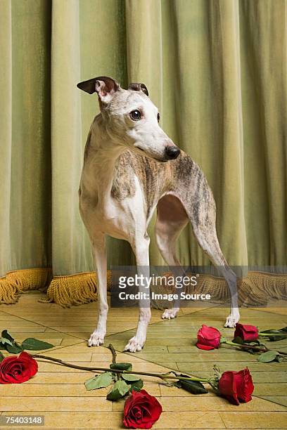 whippet on stage with roses - whippet stock pictures, royalty-free photos & images