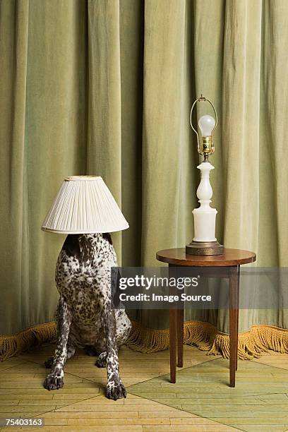 hund mit einen lampenschirm auf den kopf - head on table stock-fotos und bilder