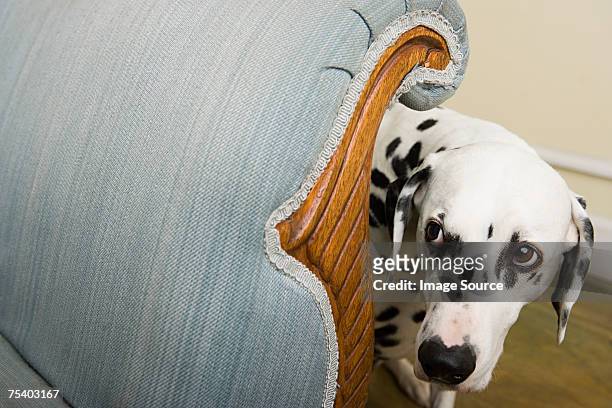 dalmatinische einem stuhl - verängstigt stock-fotos und bilder
