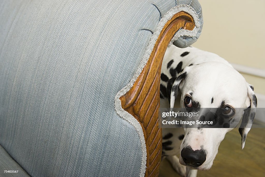 Dalmation by a chair