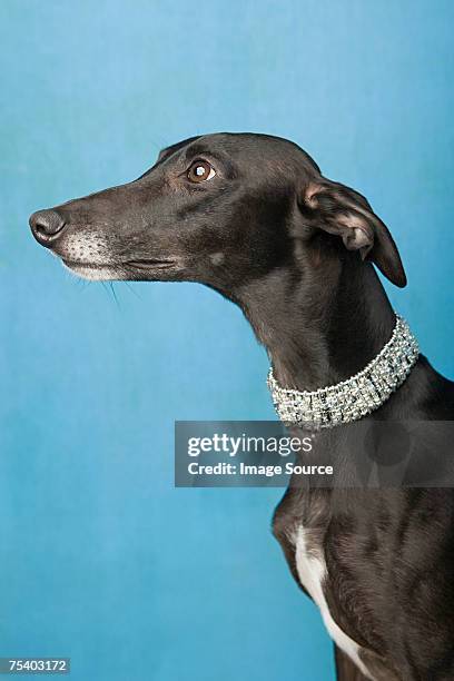 retrato de un whippet - whippet fotografías e imágenes de stock