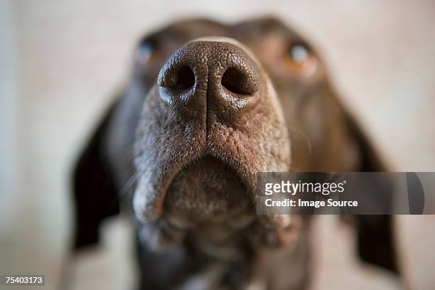 nose of a pointer - animal sniffing stockfoto's en -beelden
