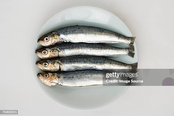 sardines - 5 fishes stock pictures, royalty-free photos & images