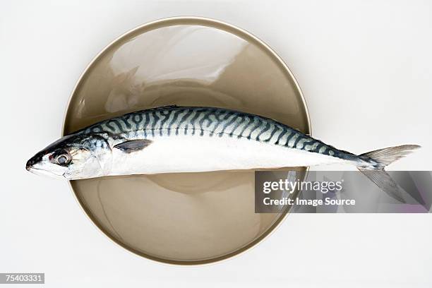 mackerel - makreel stockfoto's en -beelden