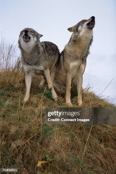 Howling Two 67 Two Howling Wolves Stock Photos, High-Res Pictures, and Images ...