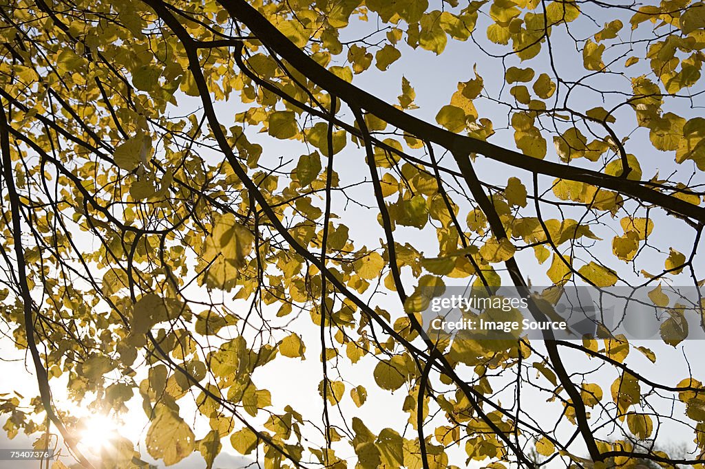 Sunlight through branches