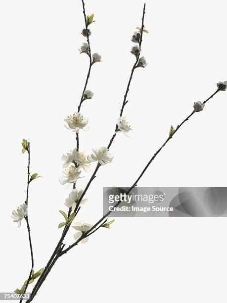 blossom - perzikbloesem stockfoto's en -beelden