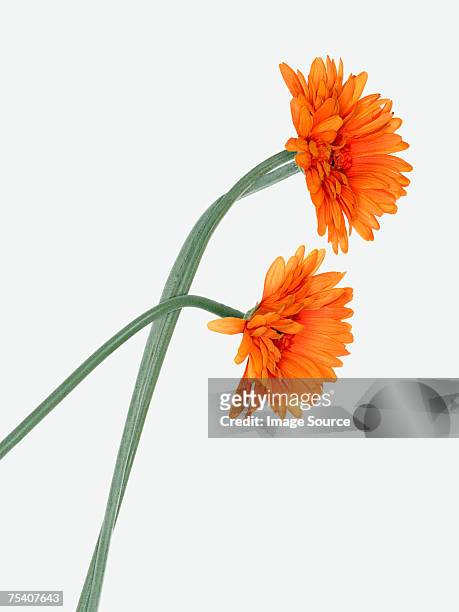 chrysanthemum - orange flower stock pictures, royalty-free photos & images
