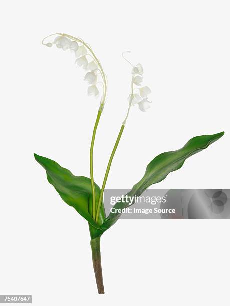 lily of the valley - lily of the valley stock pictures, royalty-free photos & images