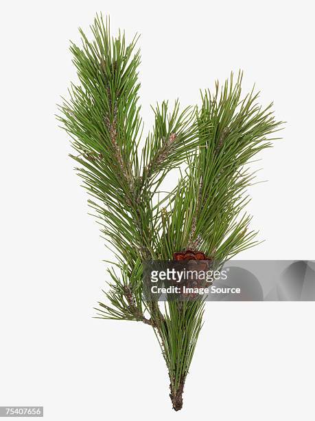 pine cone and branch - pine cone stock-fotos und bilder